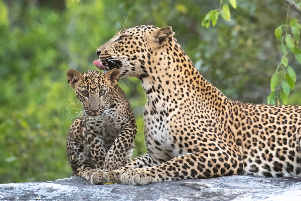 Yala National Park